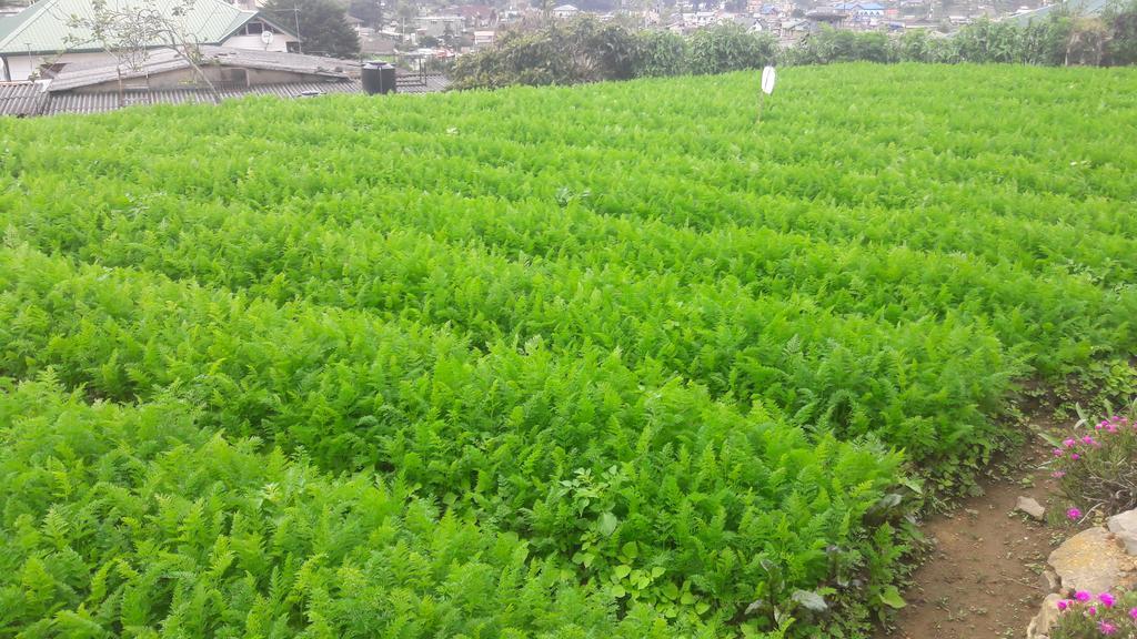 Silver Meir Bungalow Nuwara Eliya Dış mekan fotoğraf